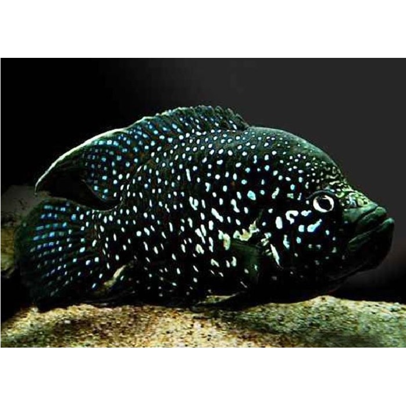 Black Diamond Cichlid "Paratilapia polleni"