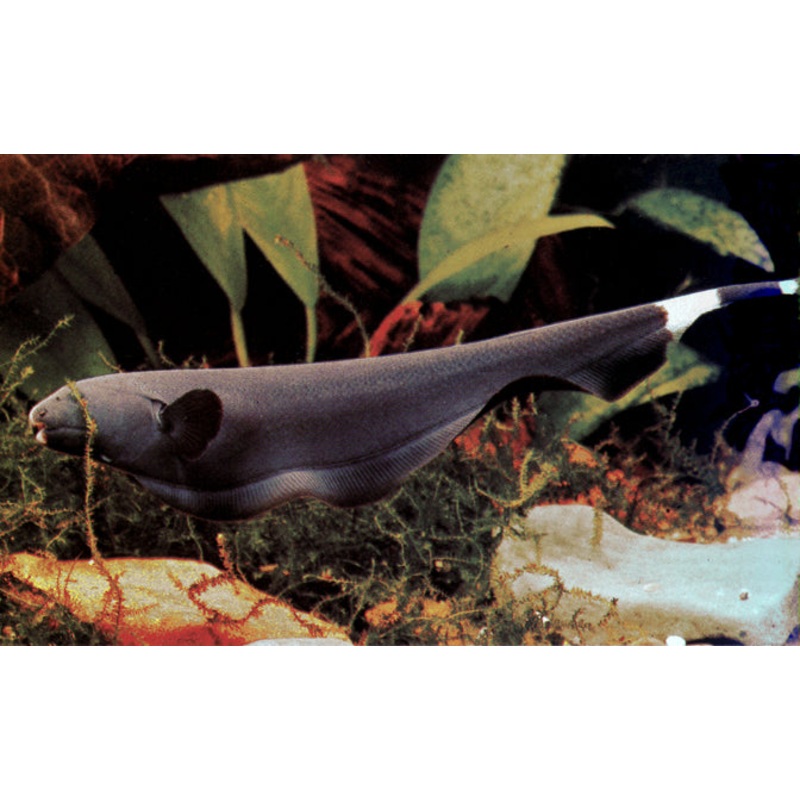 Black Ghost Knifefish "Apteronotus albifrons"