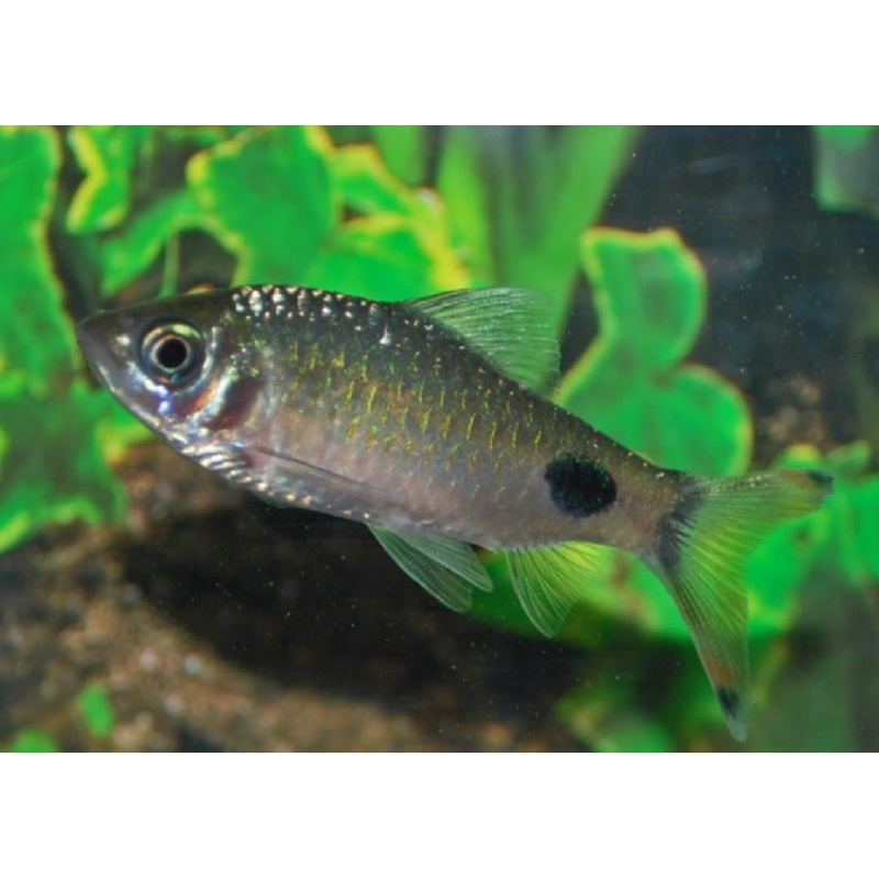 Black Spot Barb "Puntius filamentosus"