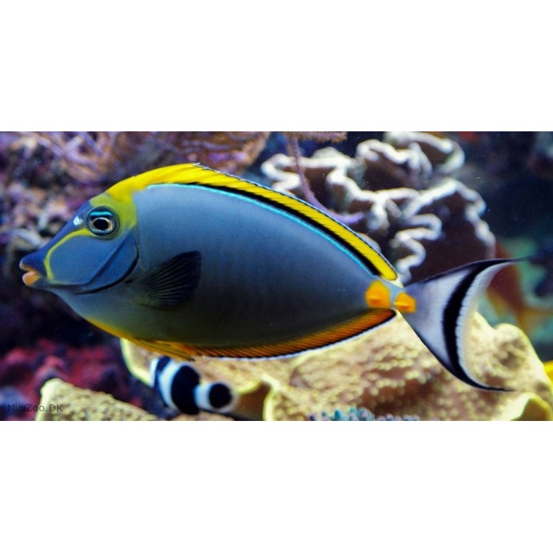 Blond Naso Tang "Naso elegans"