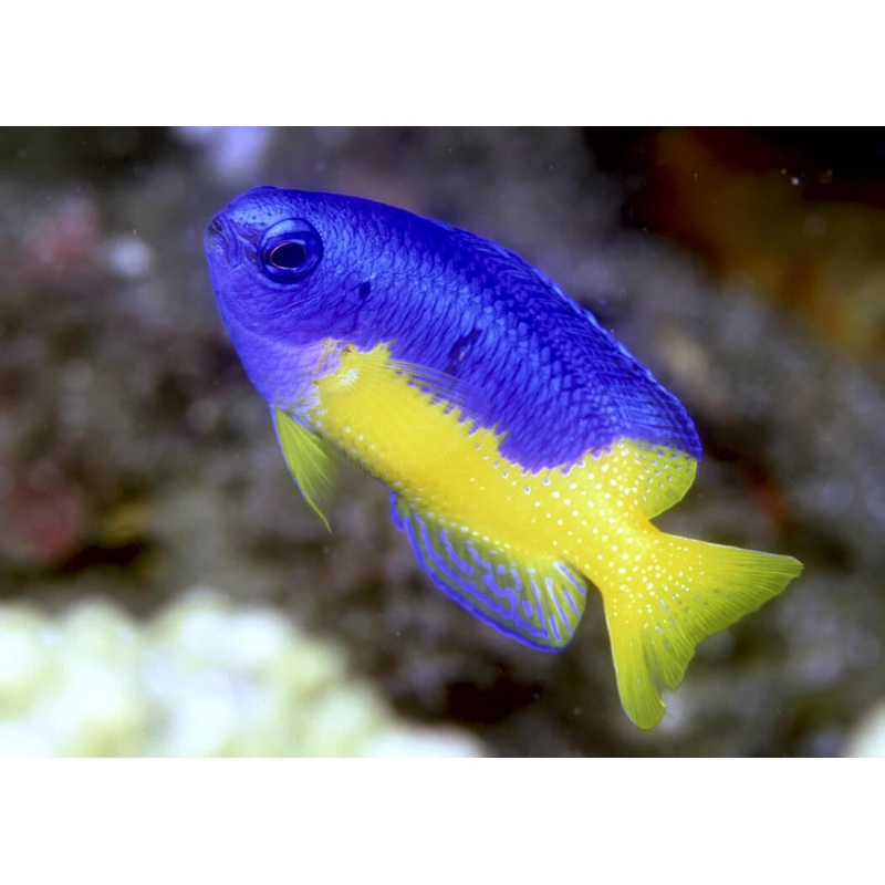 Blue and Gold Damselfish "Pomacentrus coelestis"