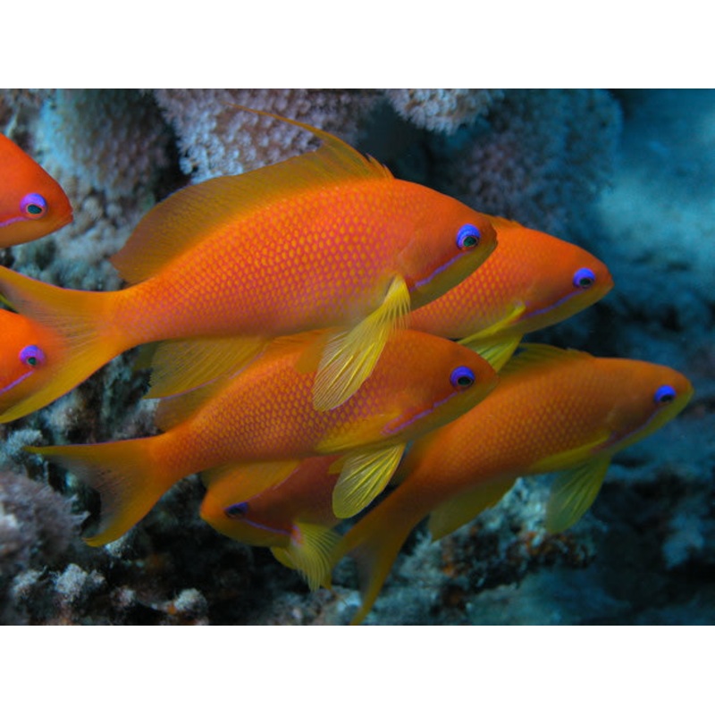 Blue Eye Lyretail Anthias "Pseudanthias squamipinnis"- Female