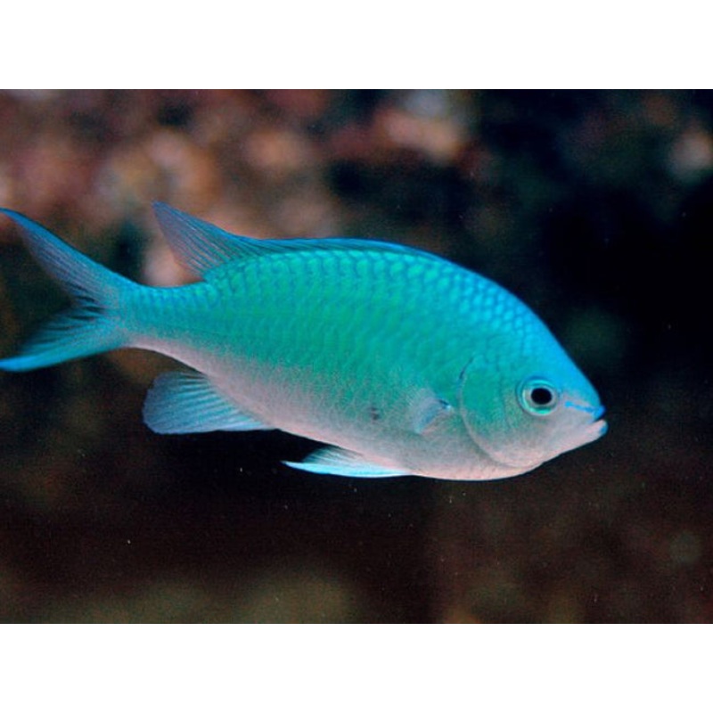 Blue Green Reef Chromis "Chromis viridis"