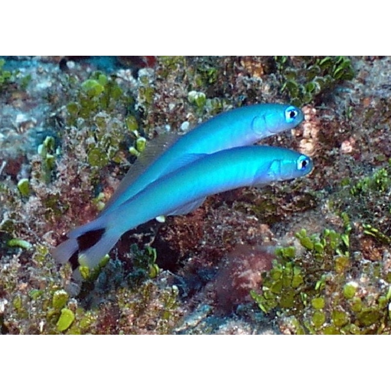 Blue Gudgeon Goby "Ptereleotris heteroptera"