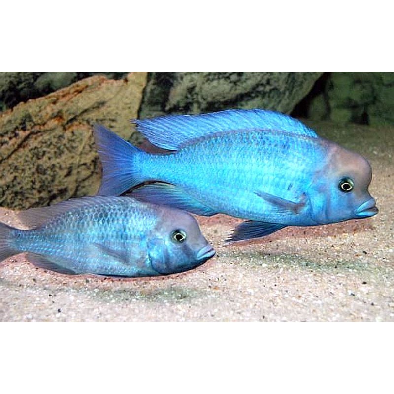 Blue Moori Dolphin "Cyrtocara moorii"- Malawi