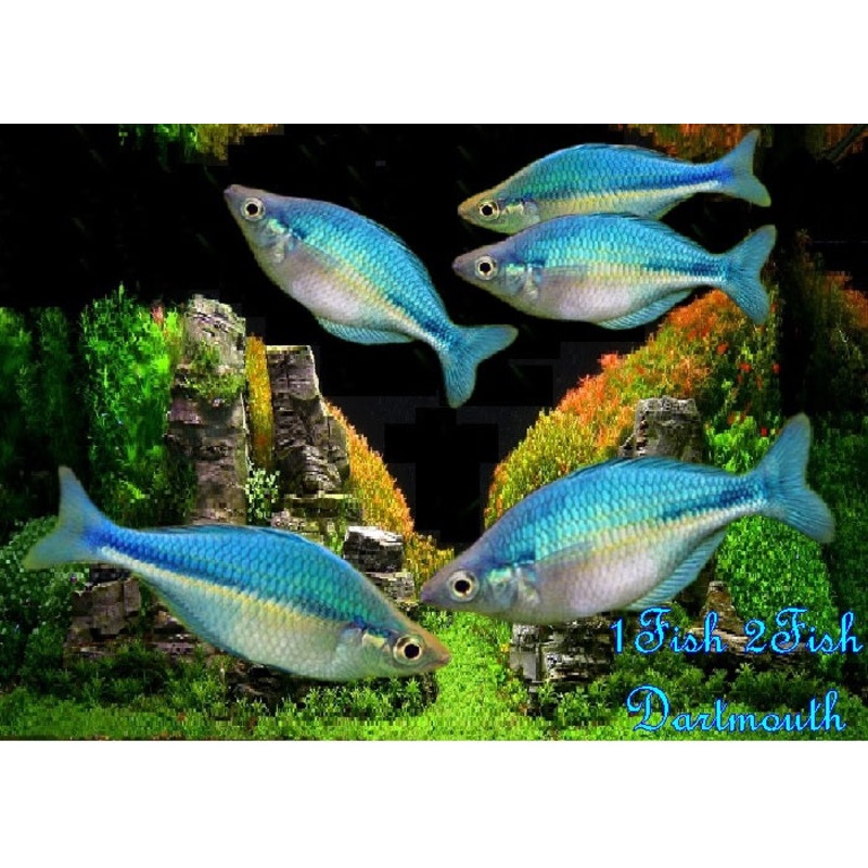 Blue Rainbowfish "Malanotaenia lacustris"