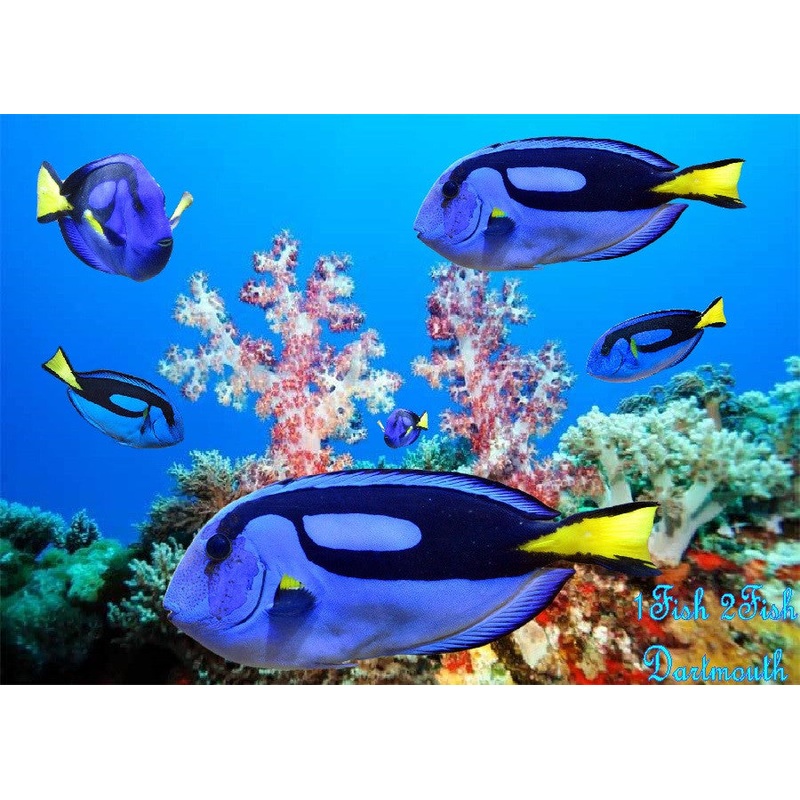 Blue Regal Tang  "Paracanthurus Hepatus"