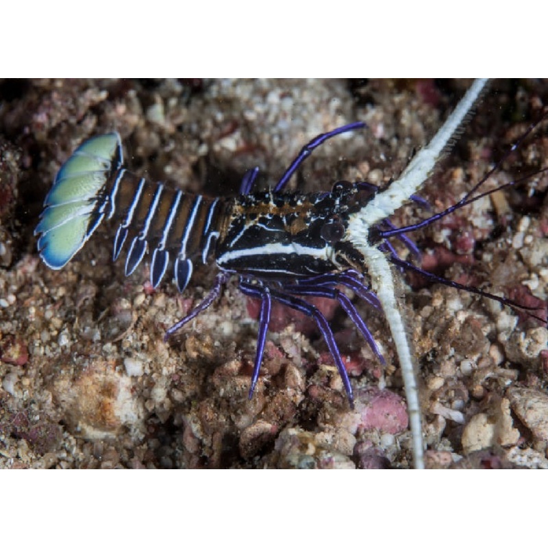 Blue Spriny Lobster "Panulirus versicolor"
