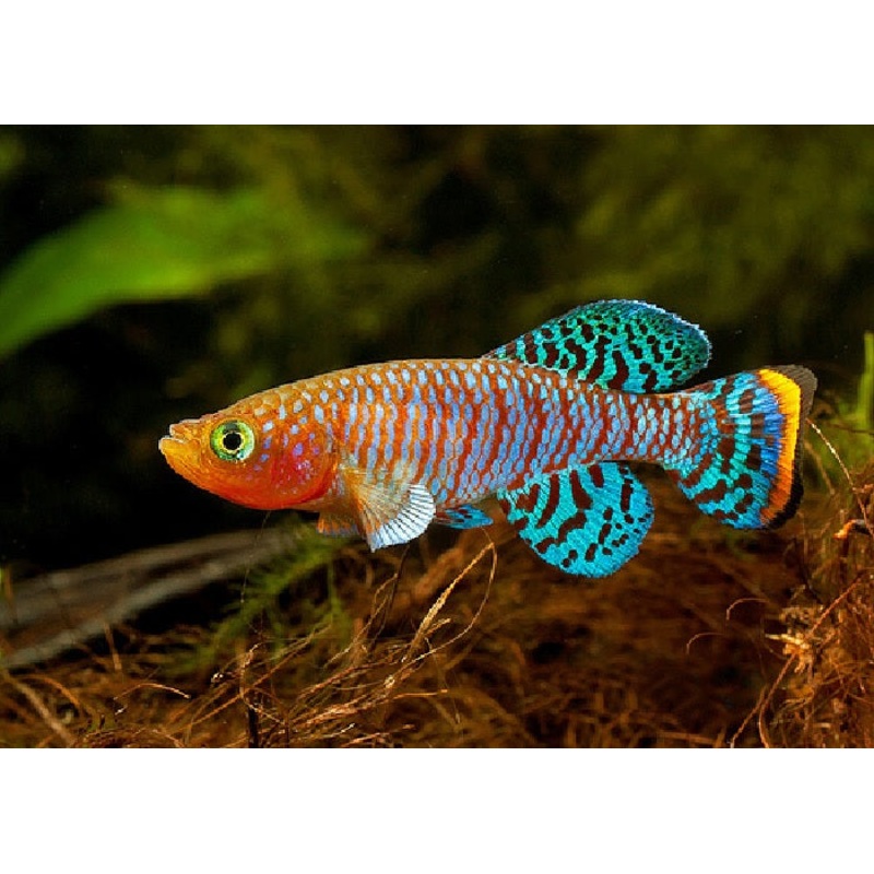 Bluefin Notho Killifish "Nothobranchius rachovi "