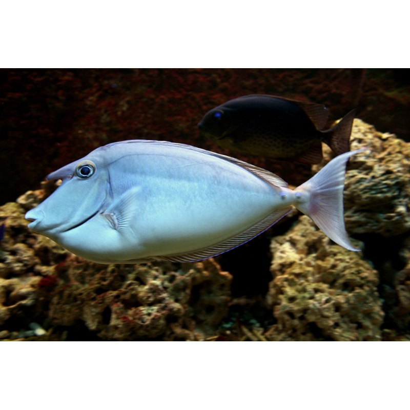 Bluespine Unicorn Tang "Naso unicornis"