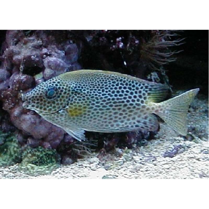 Brown Spotted Rabbitfish "Siganus laqueus"