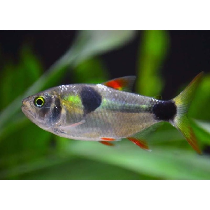Bucktooth Tetra "Exodon paradoxus"