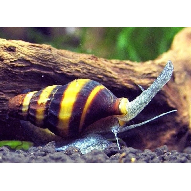 Bumble Bee Snail "Engina sp."