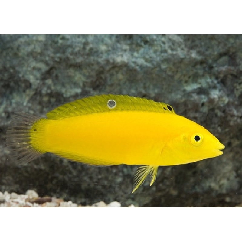 Canary Wrasse "Halichoeres chrysus"