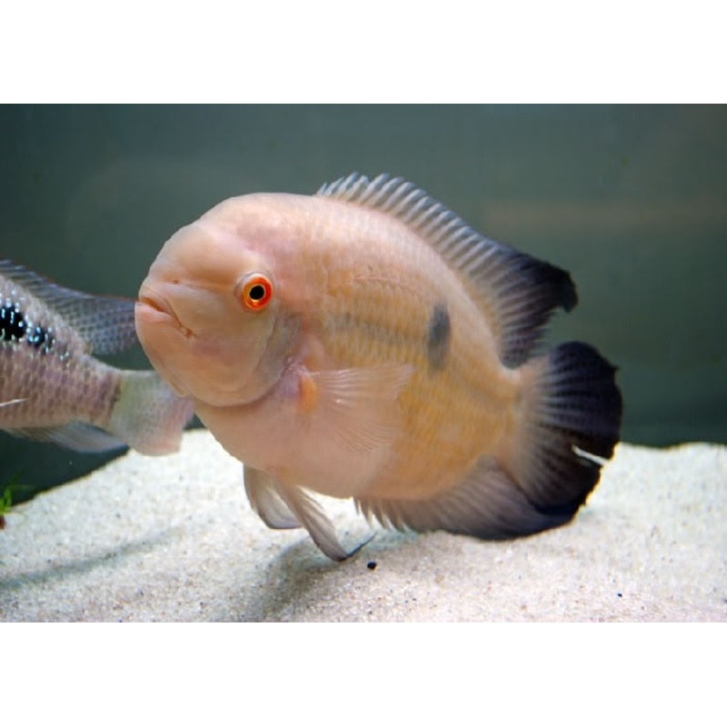 Chocolate Cichlid "Hypselecara temporalis"