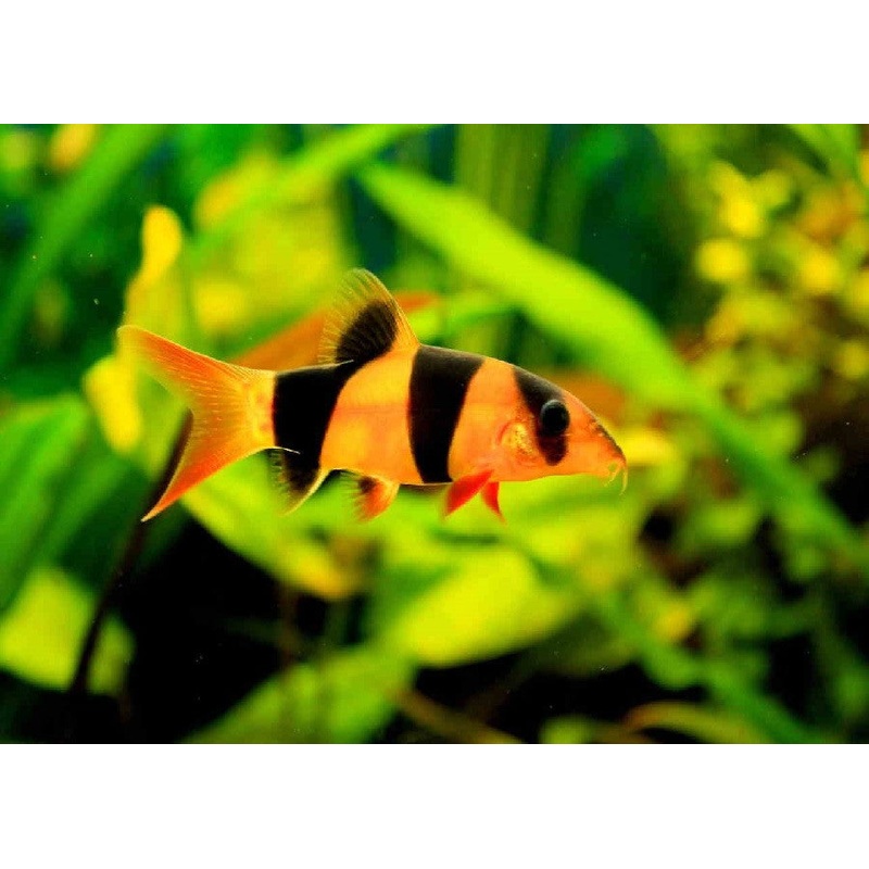 Clown Loach "Botia macrancantha"
