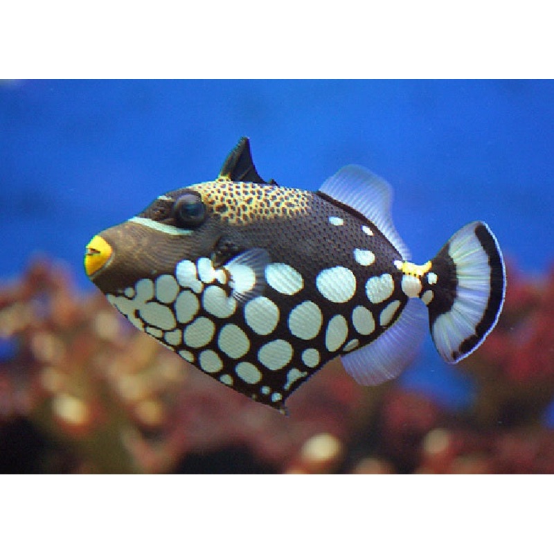 Clown Trigger "Balistoides conspicillum"