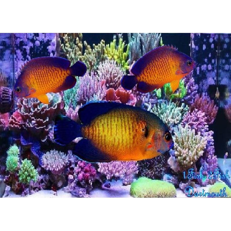 Coral Beauty Angelfish "Centropyge bispinosa"