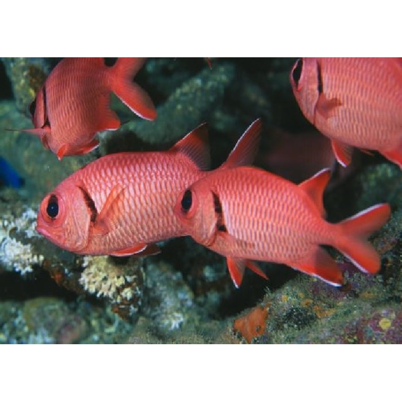 Crimson Soldierfish "Myripristis murdjan"