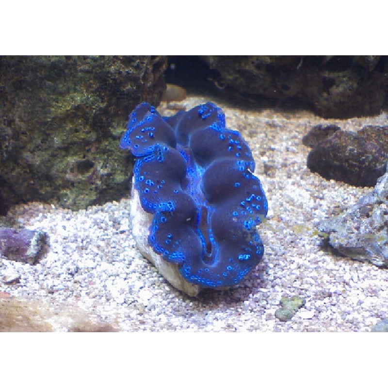Crocea Clam "Tridacna crocea"
