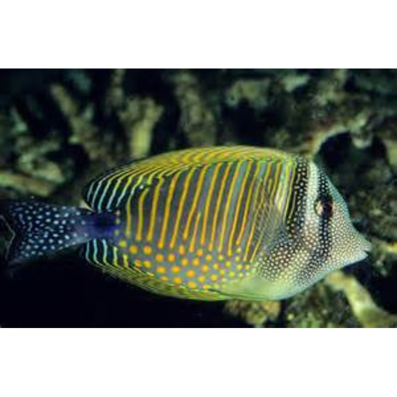 Desjardini Sailfin Tang