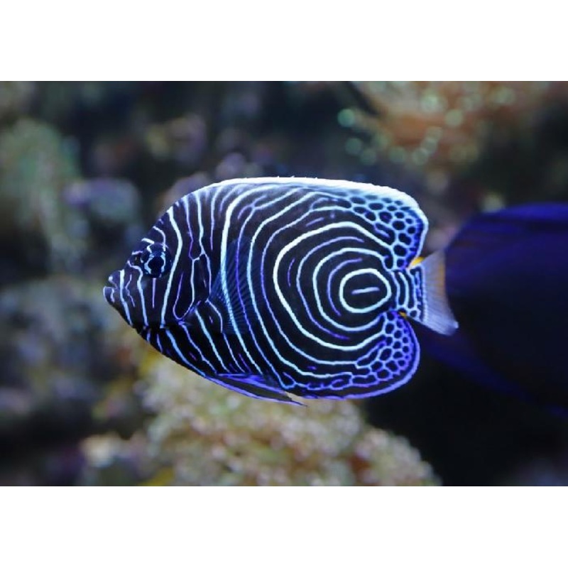 Emperor Angelfish "Pomacanthus imperator"- Juvenile