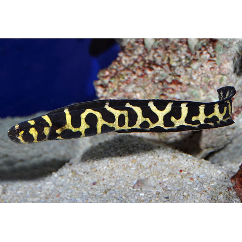 Engineer Goby "Pholidichthys leucotaenia"