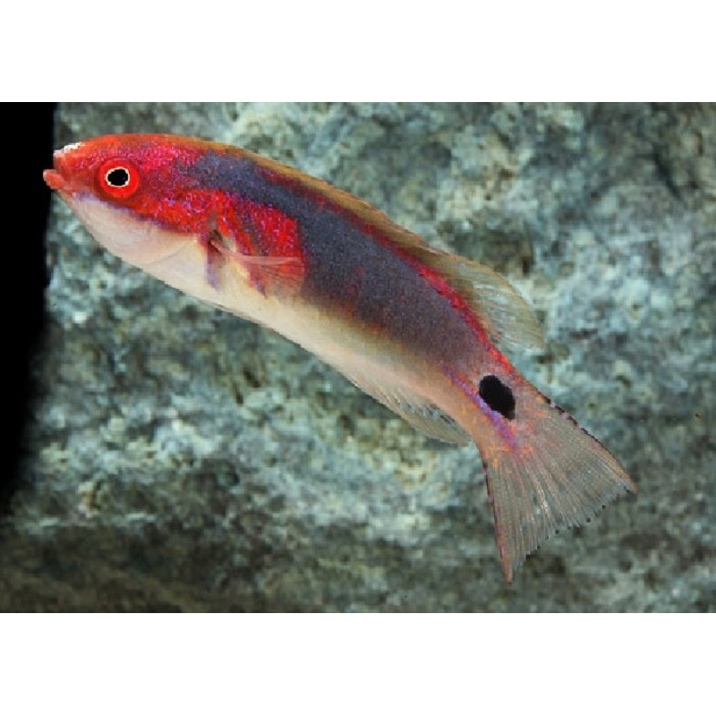 Exquisite Fairy Wrasse "Cirrhilabrus exquisitus"