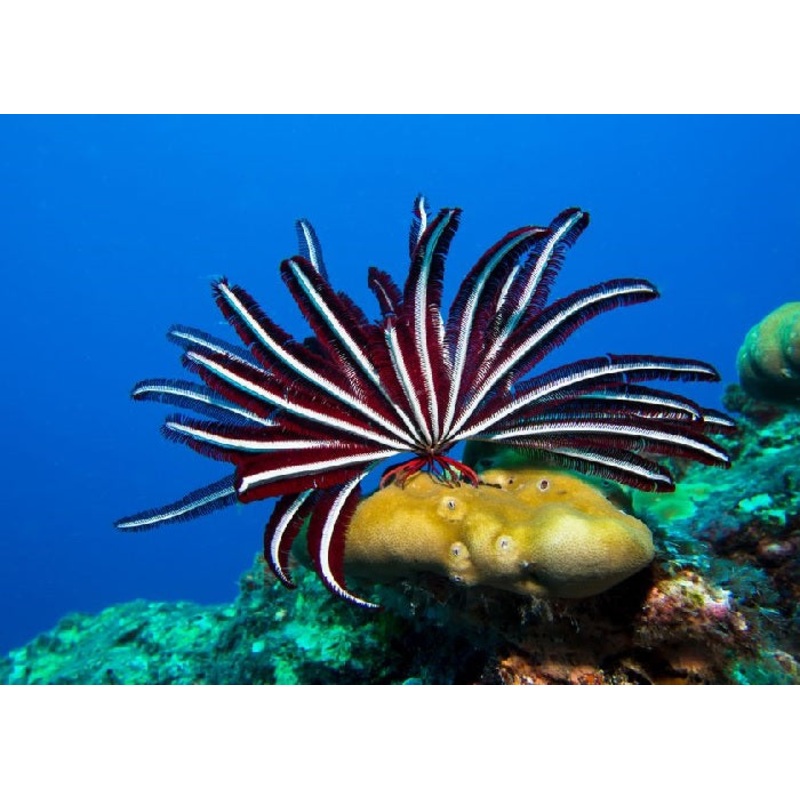 Feather Stars "Stephanometra_Comanthus sp."