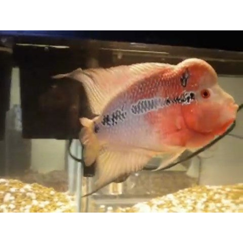 FH Red Lion Monsterkok - "Cichlasoma sp. "