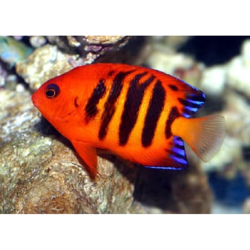 Flame Angelfish "Centropyge loriculus"