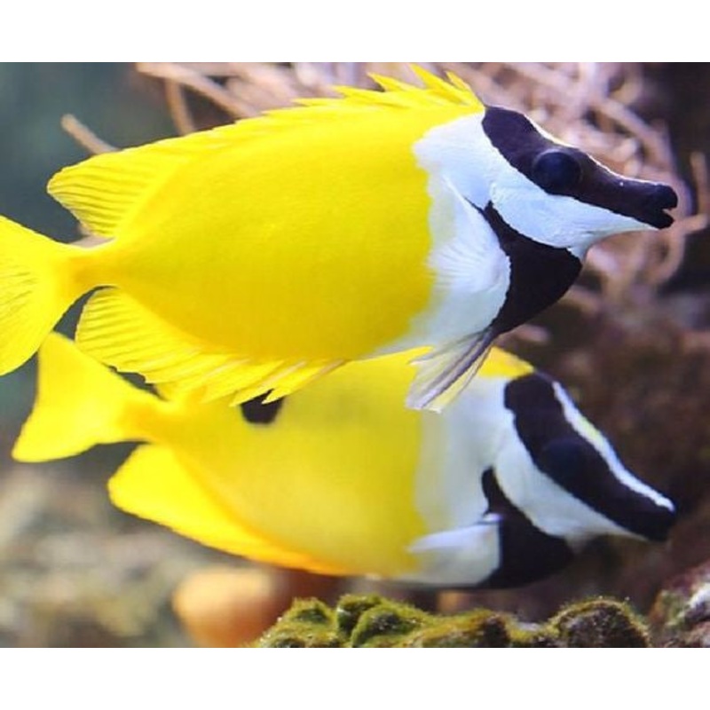Foxface Lo "Siganus vulpinus"