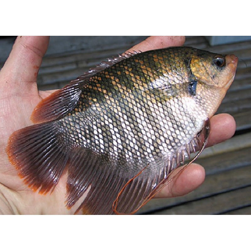 Giant Gourami "Osphronemus gourami"