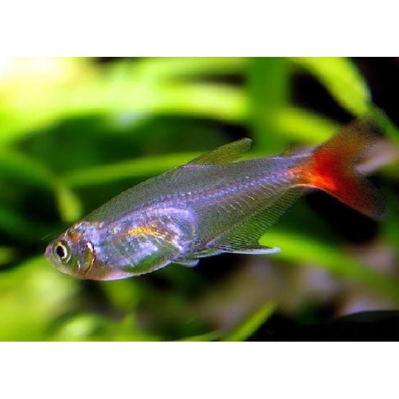 Glass Bloodfin Tetra "Prionobrama filigera"