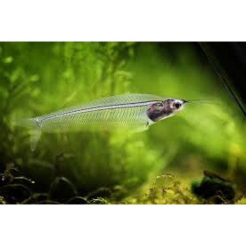 Glass Catfish "Kryptopterus bicirrhis"