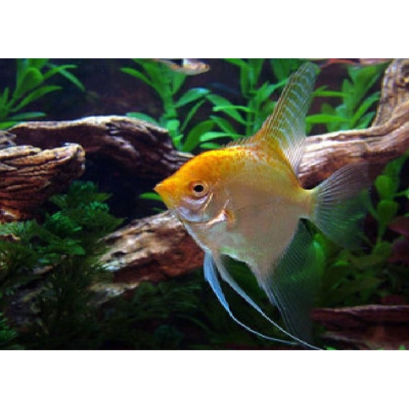 Gold Angelfish "Pterophyllum Scalare"