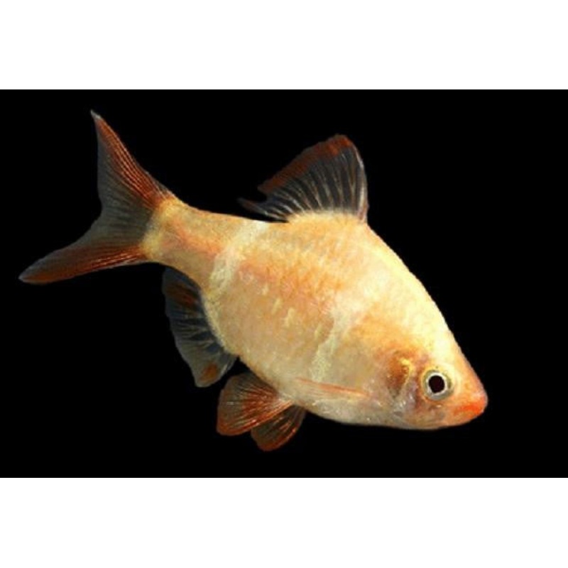 Golden Tiger Barb "Puntius tetrazona"