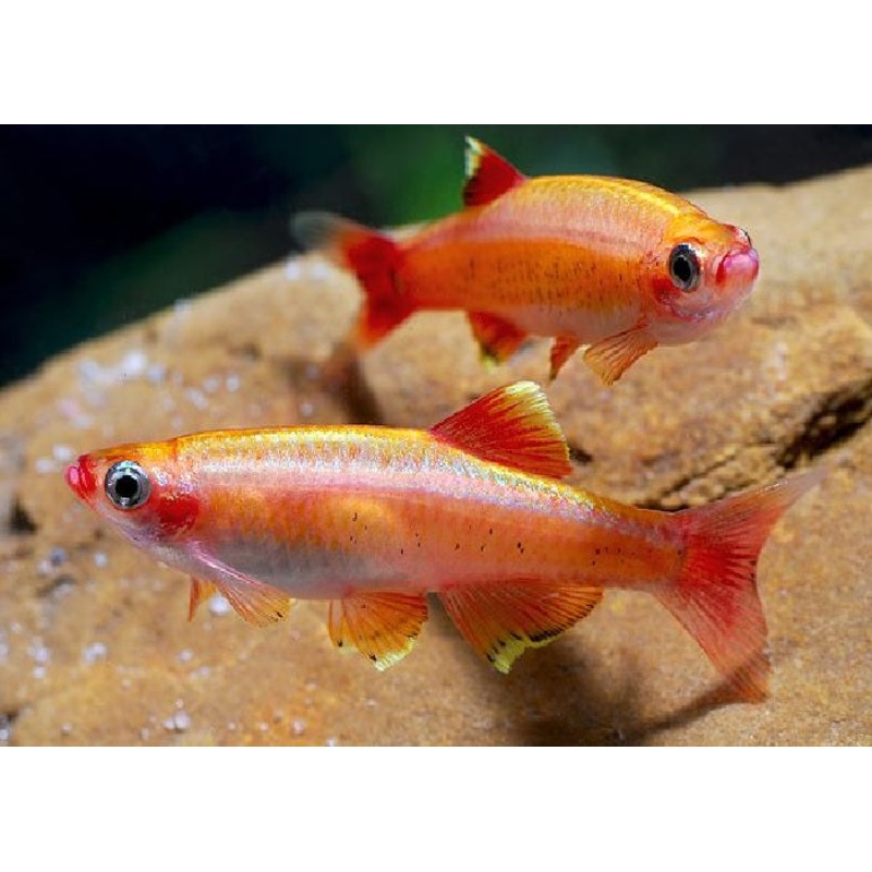 Golden White Cloud Mountain Minnow - "Tanichthys albonubes"