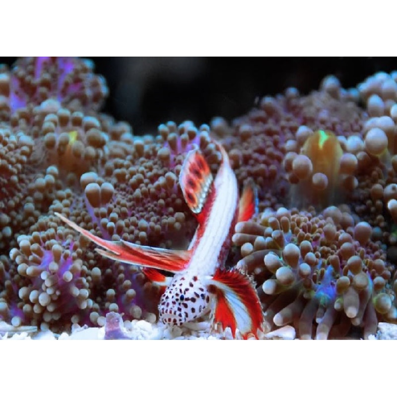 Griessingei Goby "Discordipinna griessingeri"