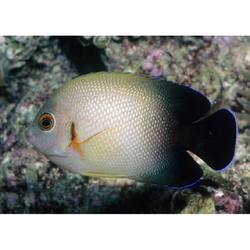 Half Black Angelfish "Centropyge vroliki"