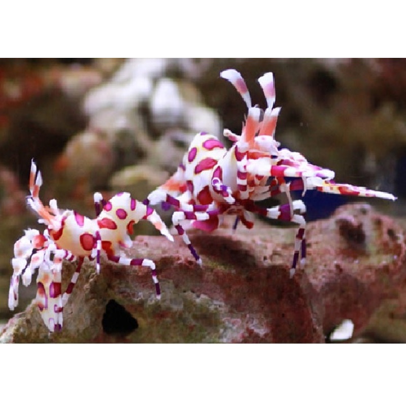 Harlequin Shrimp "Hymenocera picta"