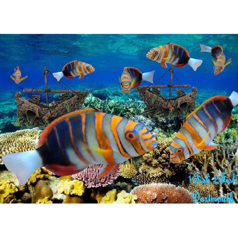Harlequin Tuskfish "Choerodon fasciatus"