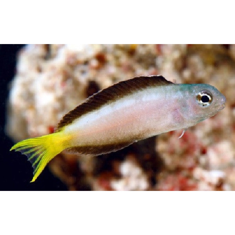 Harptail Blenny "Meiacanthus mossambicus: