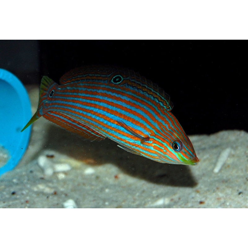 Hoeven's Wrasse "Halichoeres melanurus"