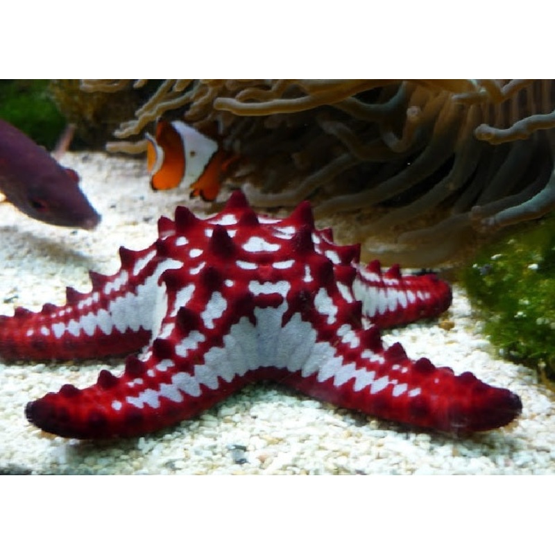 Horned Sea Star "Chocolate Chip Star"