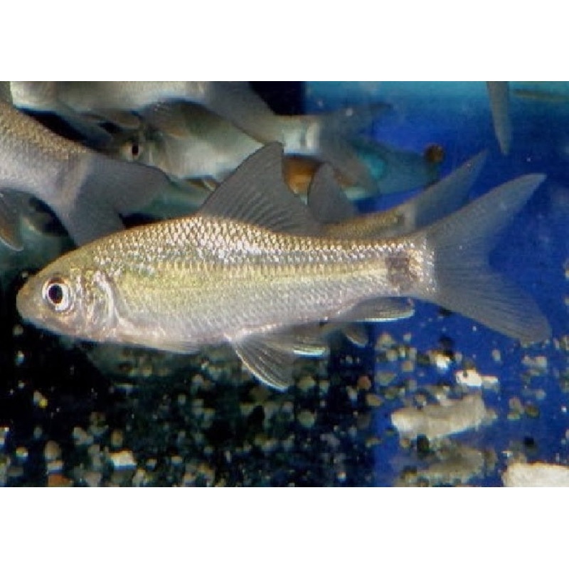 Hump Head Barb "Bangana behri"- 4"