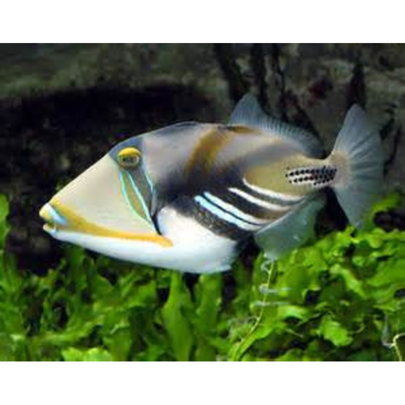 Humu Picasso Trigger "Rhinecanthus aculeatus"