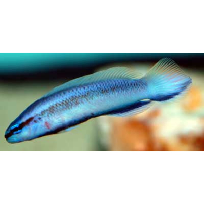 Indigo Dottyback "Pseudochromis fridmani x sankeyi"
