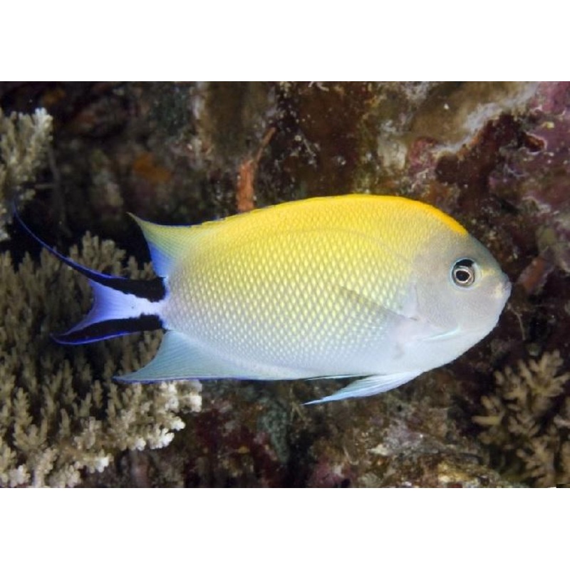 Japanese Swallowtail Angelfish "Genicanthus melanospilos"- Female