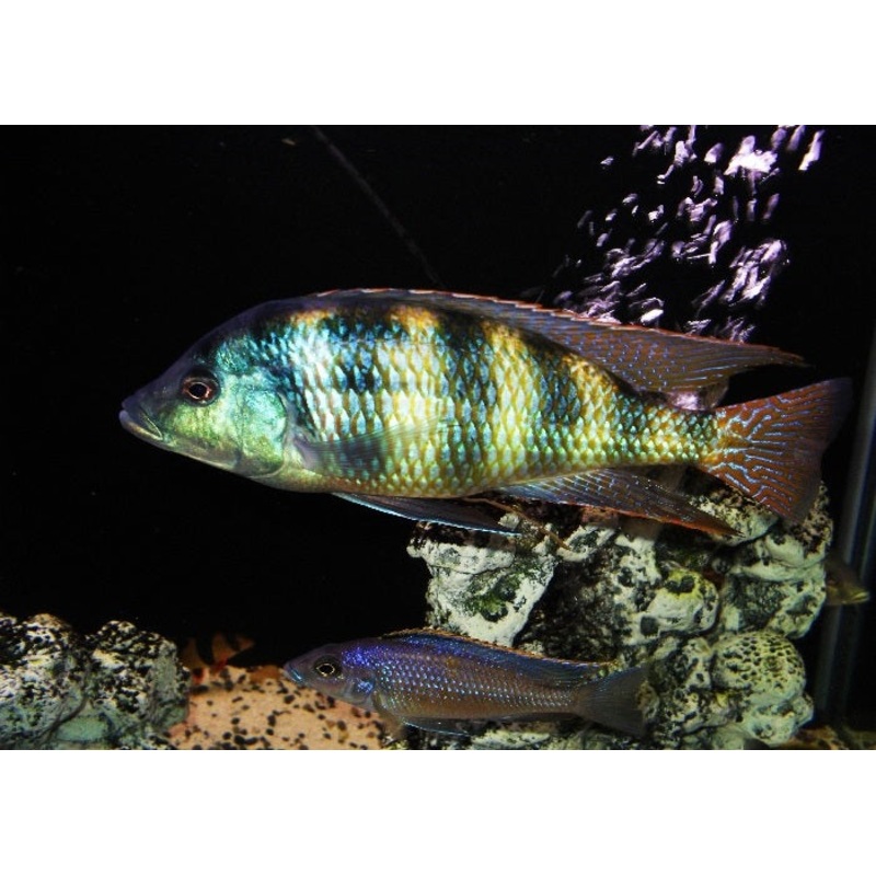Johnstoni Cichlid "Haplochromis obliquidens"